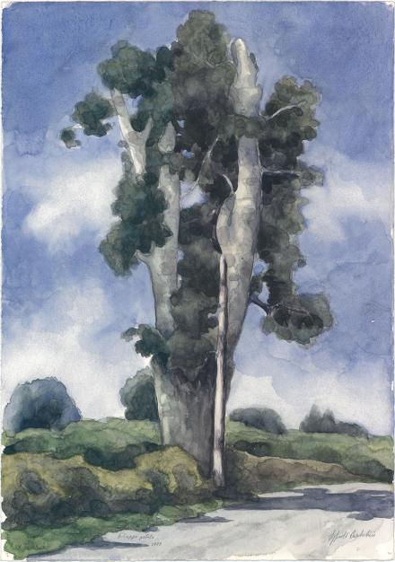 Pioppo potato, 1988